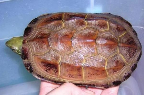 宠物龟草龟喂养心得,宠物龟饲养技巧