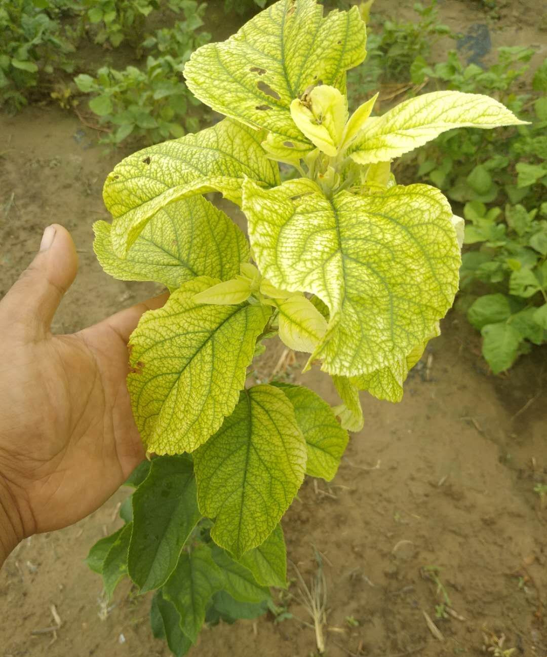 苹果树发生红蜘蛛叶片发黄怎么办,盆栽苹果树叶子变黄是什么原因