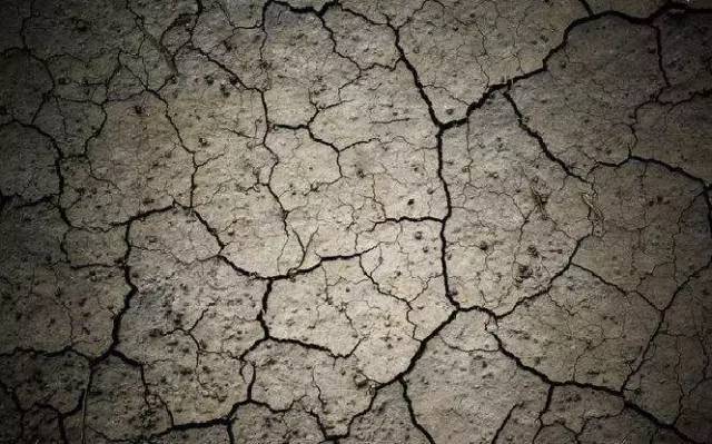 苹果树发生红蜘蛛叶片发黄怎么办,盆栽苹果树叶子变黄是什么原因