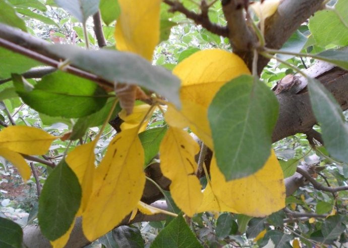 苹果树发生红蜘蛛叶片发黄怎么办,盆栽苹果树叶子变黄是什么原因