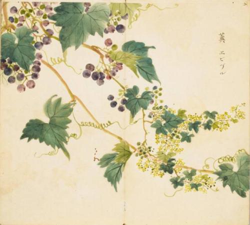 出自蒹葭的成语,蒹葭的成语