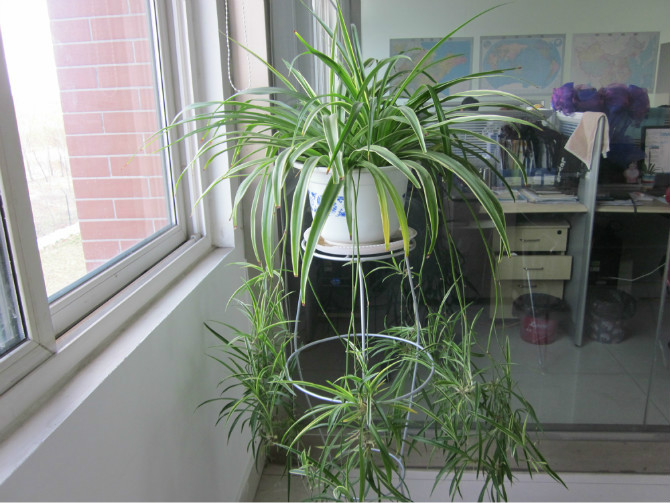 吊兰养得很好的说说,吊兰养得好的表现