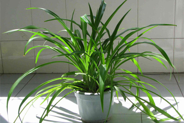 吊兰养得很好的说说,吊兰养得好的表现