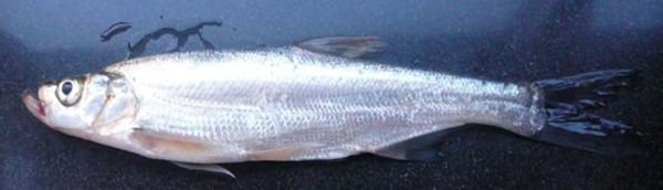 比较常见的几种淡水鱼区别,常见的淡水鱼介绍