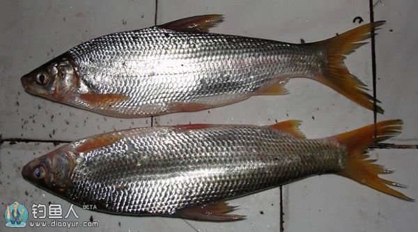比较常见的几种淡水鱼区别,常见的淡水鱼介绍