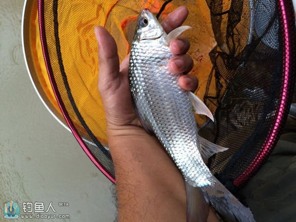 比较常见的几种淡水鱼区别,常见的淡水鱼介绍