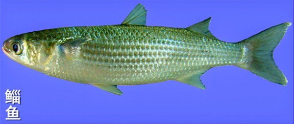 比较常见的几种淡水鱼区别,常见的淡水鱼介绍