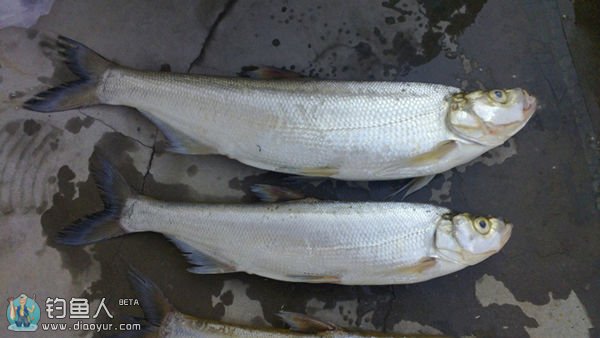 比较常见的几种淡水鱼区别,常见的淡水鱼介绍