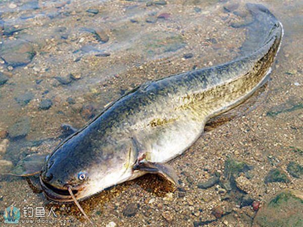 比较常见的几种淡水鱼区别,常见的淡水鱼介绍