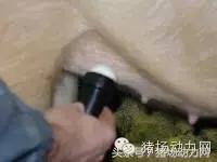 母猪b超图像如何看,怀孕100天的母猪b超影像