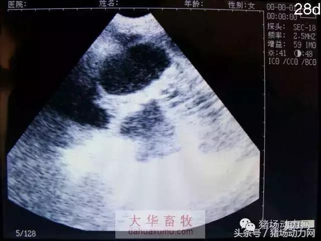 母猪b超图像如何看,怀孕100天的母猪b超影像