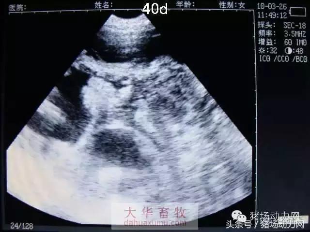 母猪b超图像如何看,怀孕100天的母猪b超影像