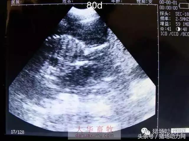 母猪b超图像如何看,怀孕100天的母猪b超影像