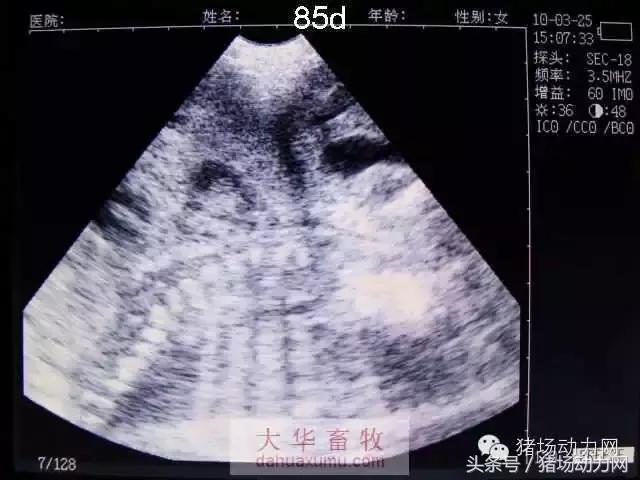 母猪b超图像如何看,怀孕100天的母猪b超影像