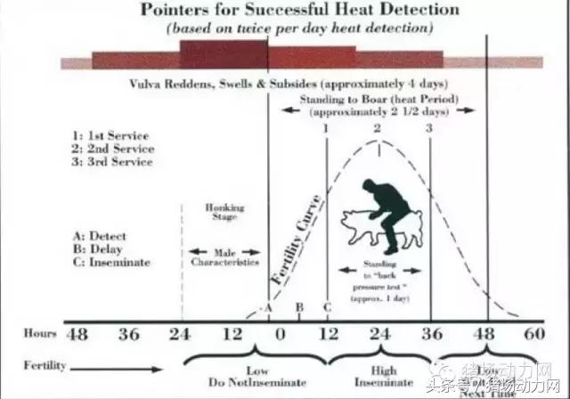 猪场分娩舍有哪些重点,猪场正常分娩接产的操作流程