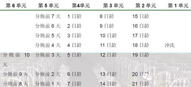 猪场分娩舍有哪些重点,猪场正常分娩接产的操作流程