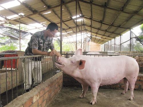 猪为什么容易中暑,猪中暑了