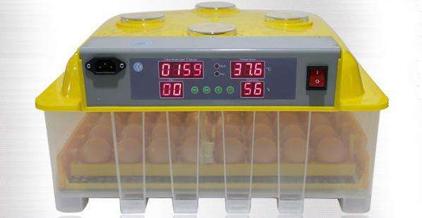 如果鸡蛋放到冰箱里还能孵出小鸡,放在阳台上不用的鸡蛋孵出了小鸡