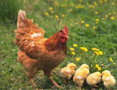 如果鸡蛋放到冰箱里还能孵出小鸡,放在阳台上不用的鸡蛋孵出了小鸡