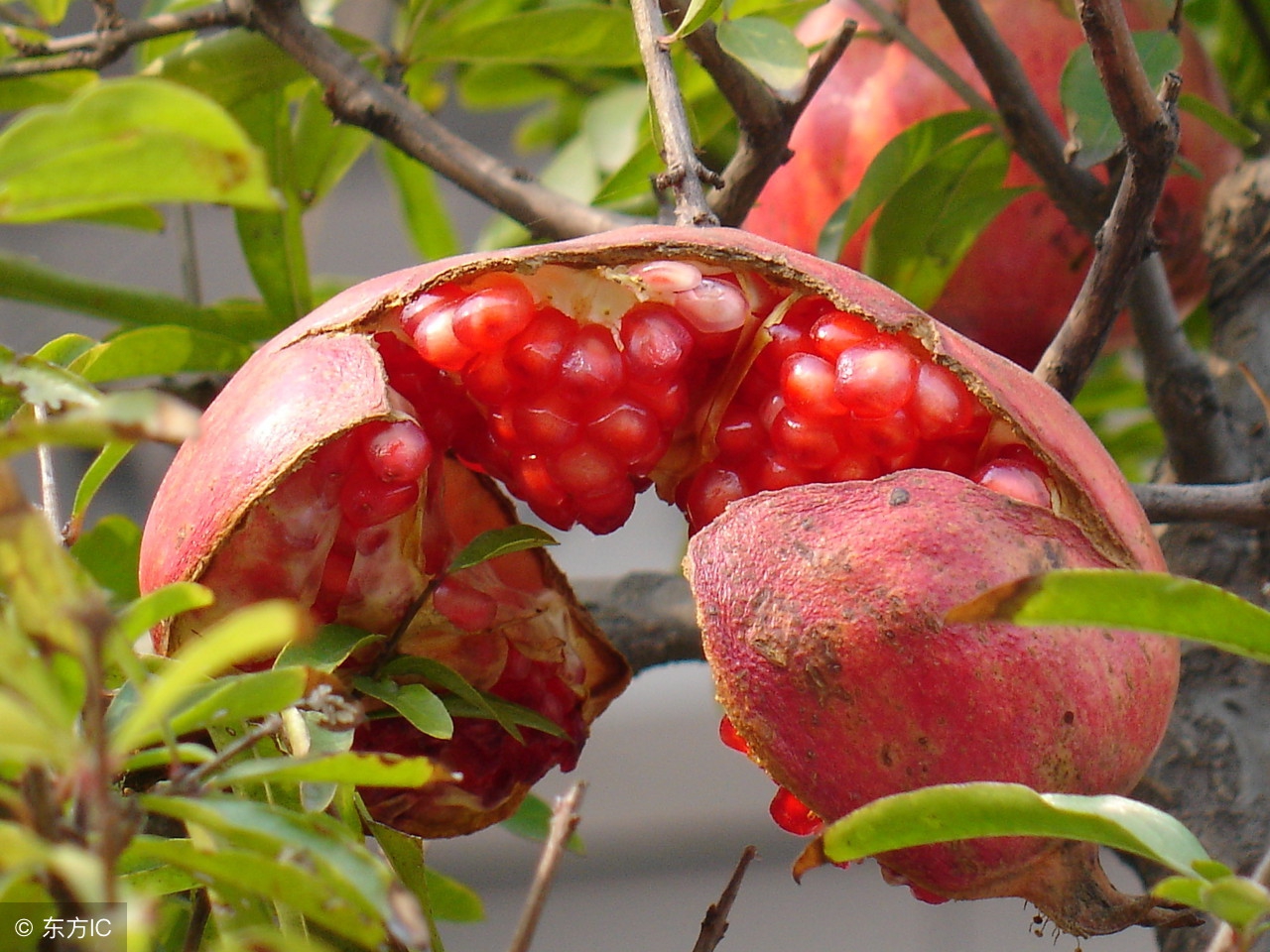 石榴防开裂什么时候用药好,石榴为什么会裂开怎么预防