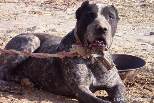 单挑最强犬种,猛犬咆哮比特犬斗藏獒