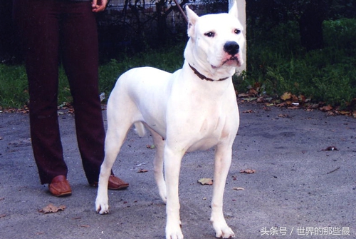 单挑最强犬种,猛犬咆哮比特犬斗藏獒