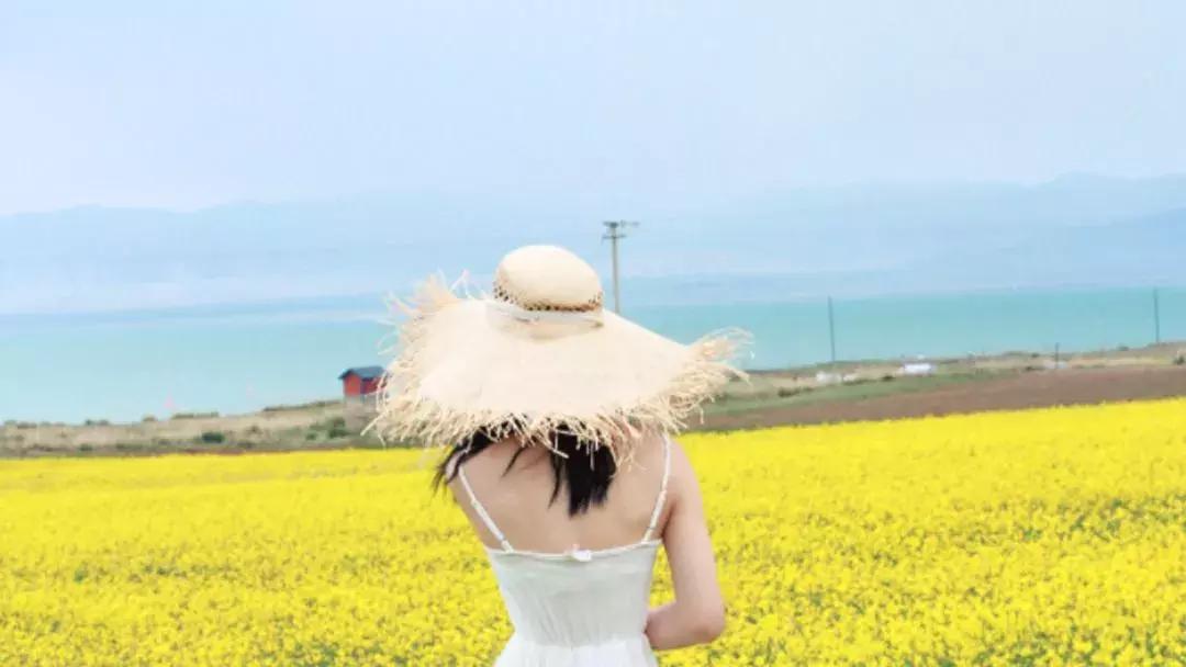 青海湖八月花海,七八月的青海湖油菜花