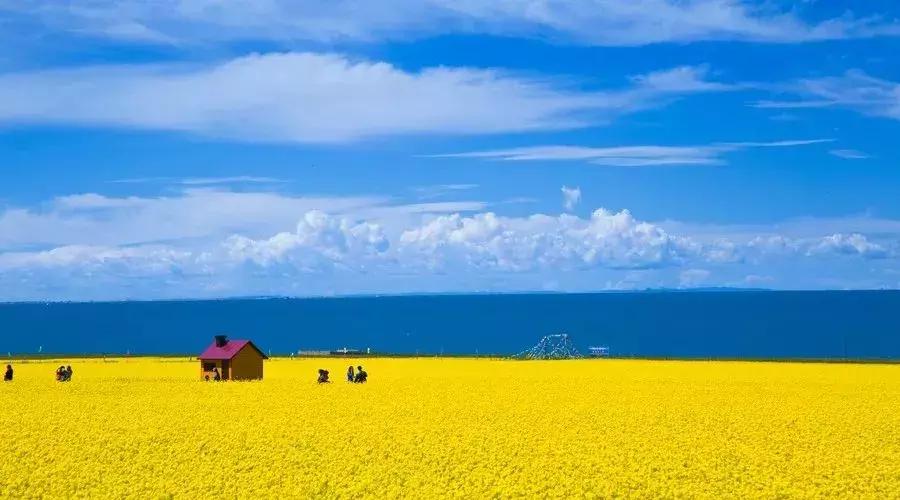 青海湖八月花海,七八月的青海湖油菜花