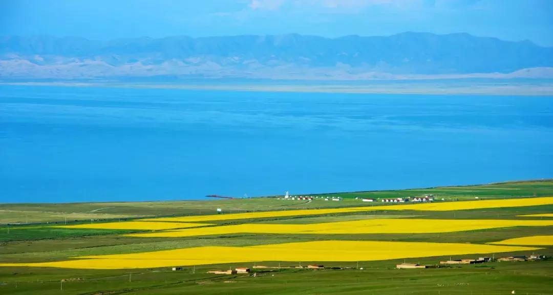 青海湖八月花海,七八月的青海湖油菜花