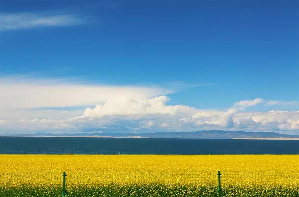 青海湖八月花海,七八月的青海湖油菜花