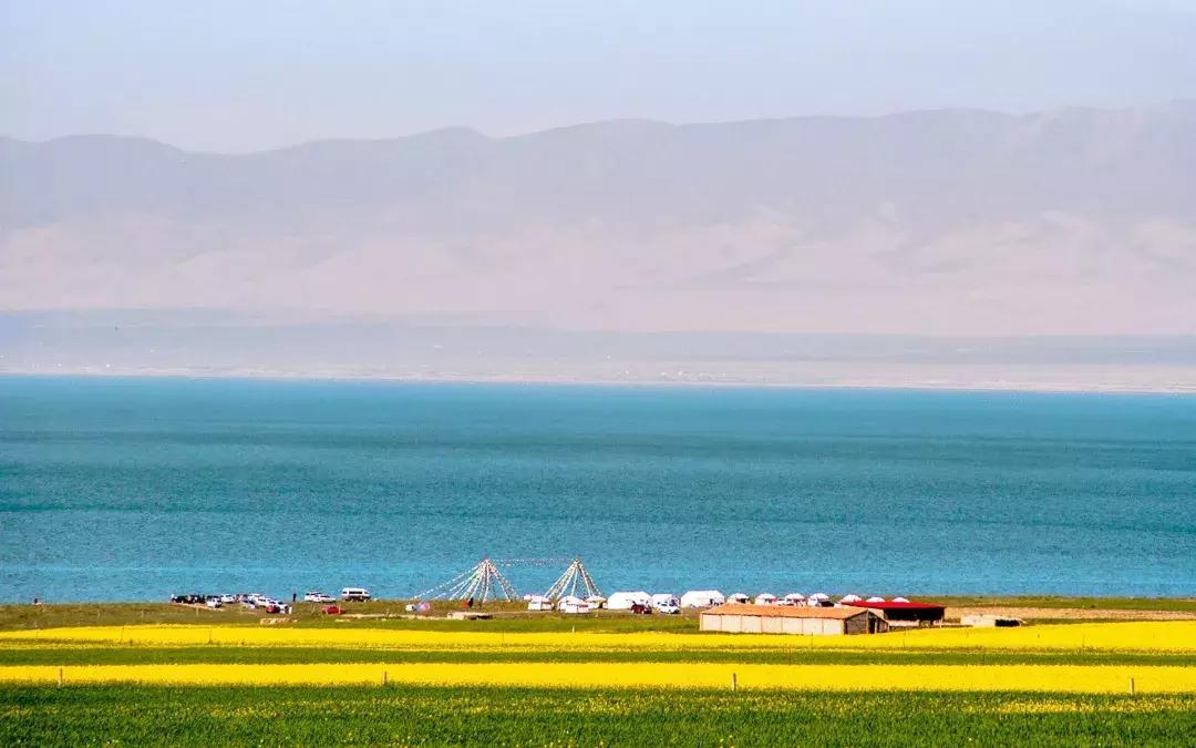 青海湖八月花海,七八月的青海湖油菜花