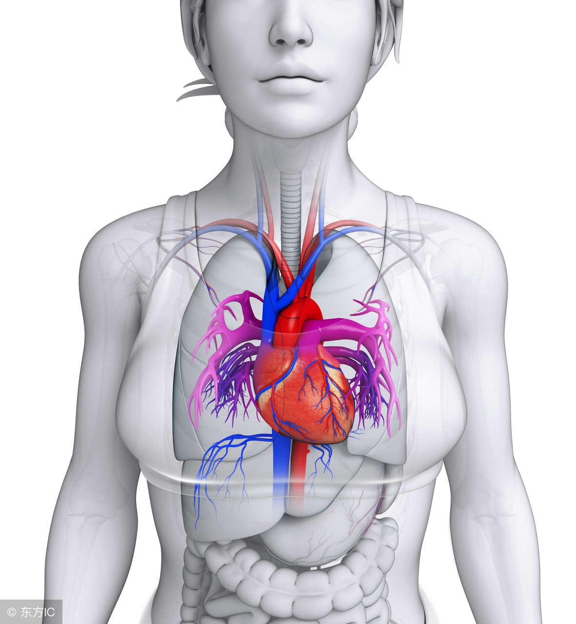 哪些内脏器官可以切除部分,人体组织切除都能切什么