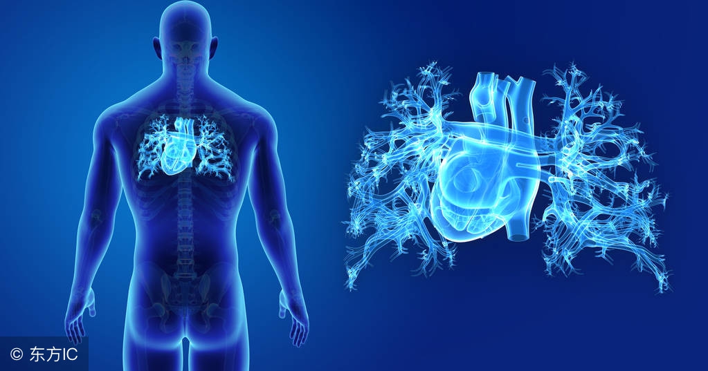 哪些内脏器官可以切除部分,人体组织切除都能切什么