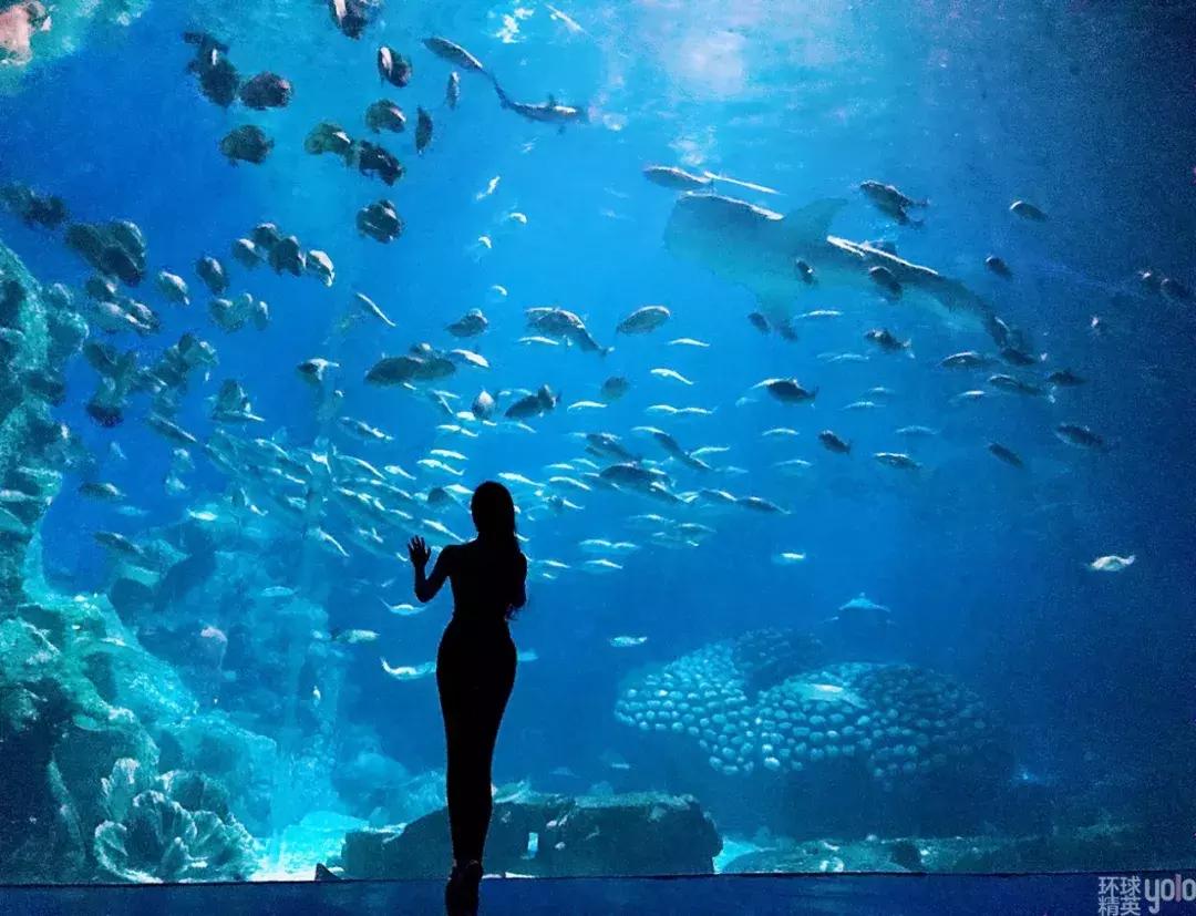 珠海长隆海洋王国澳门香港游,珠海长隆海洋王国表演节目时间表