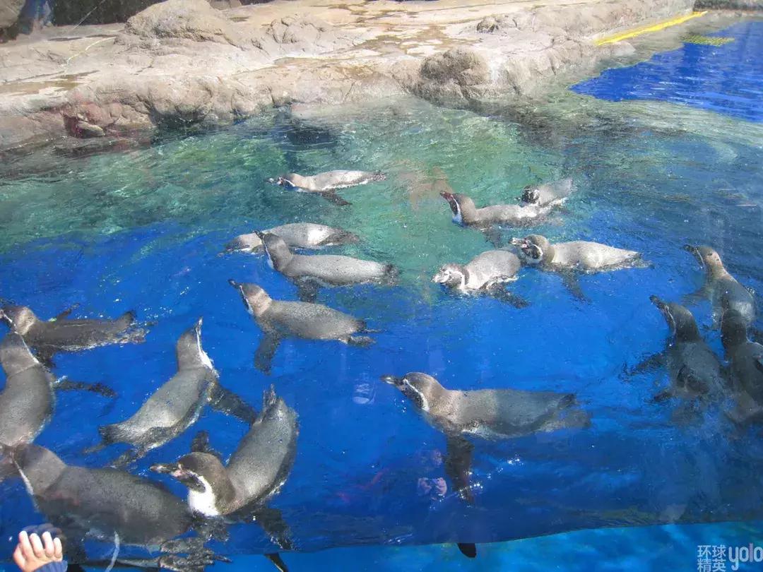 珠海长隆海洋王国澳门香港游,珠海长隆海洋王国表演节目时间表