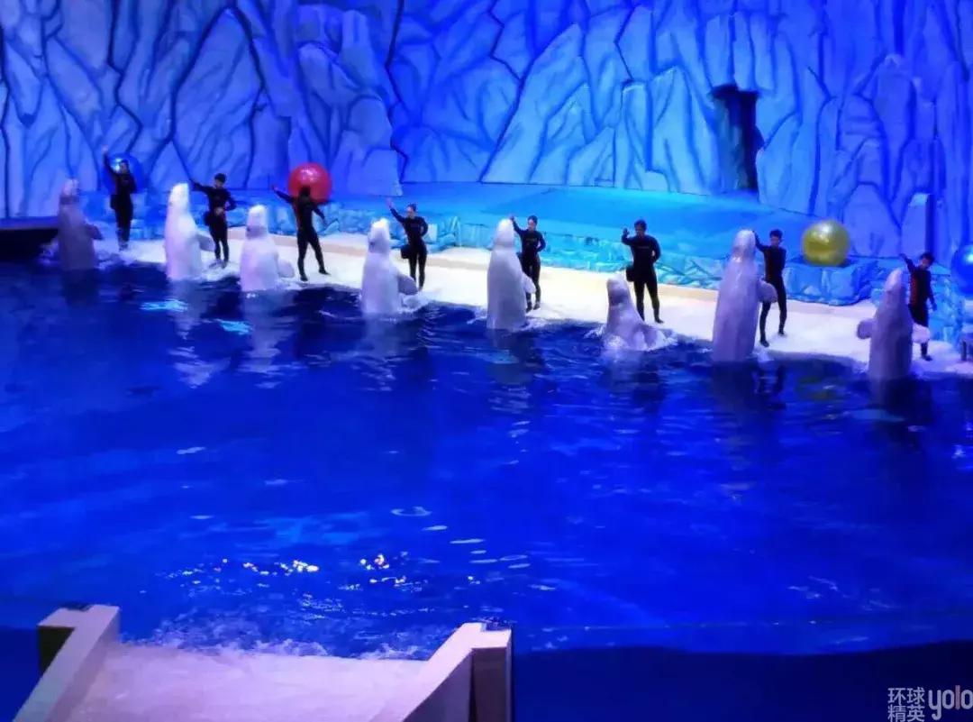 珠海长隆海洋王国澳门香港游,珠海长隆海洋王国表演节目时间表