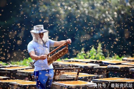 蜂蜜中抗生素含量多少合格 (两款蜂蜜中检测抗生素成分)