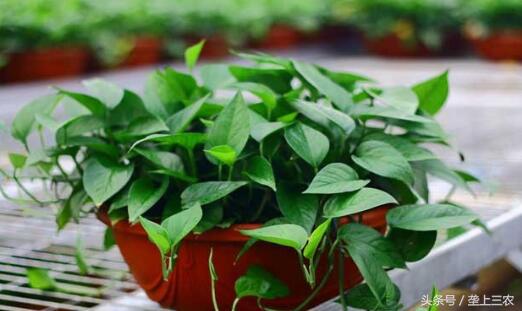 家里绿萝怎么养成绿萝柱,家里养绿萝的危害