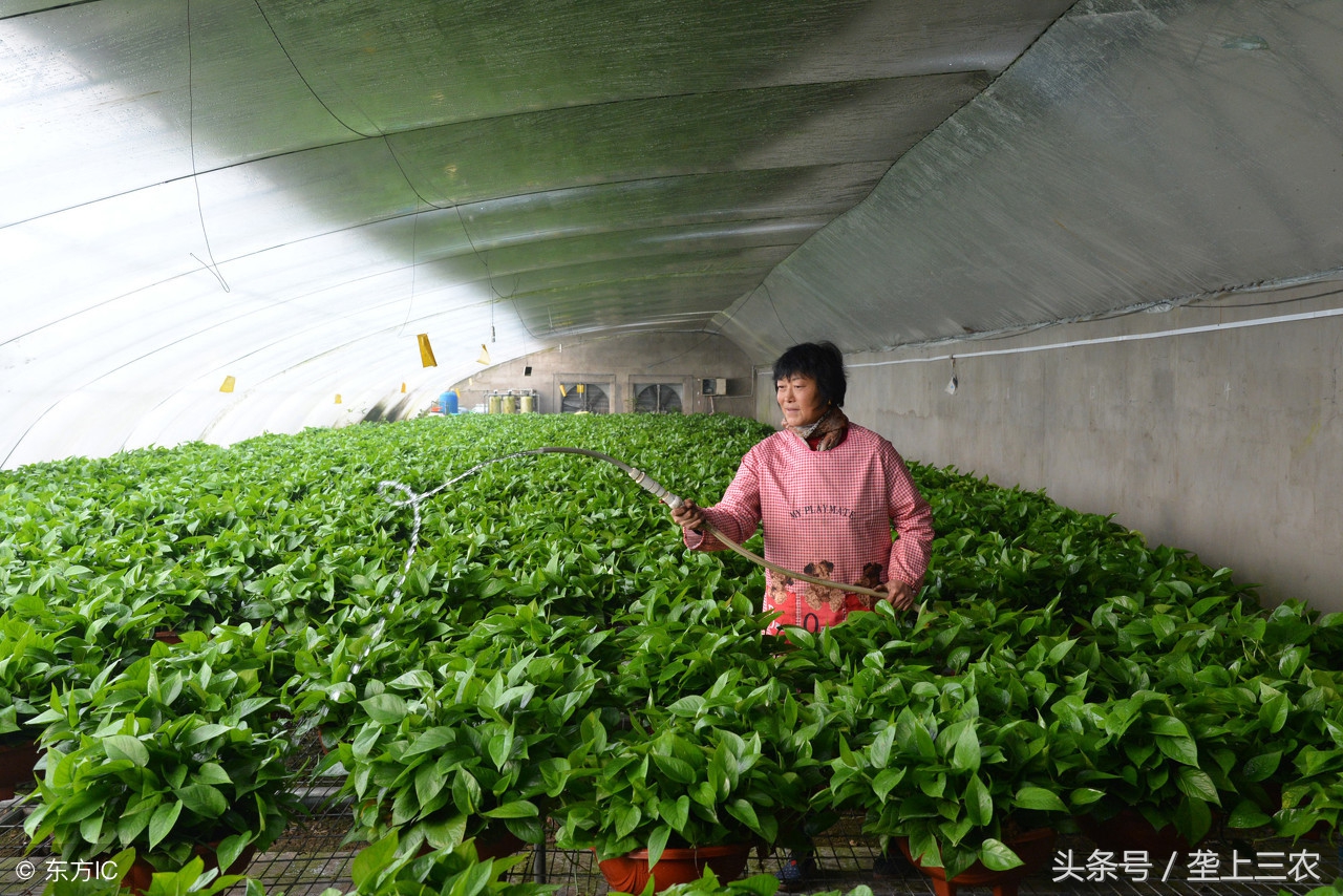 家里绿萝怎么养成绿萝柱,家里养绿萝的危害