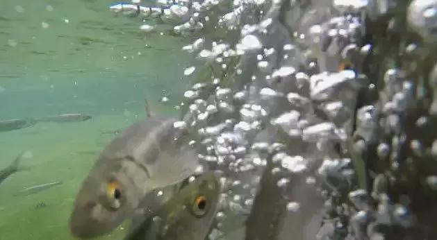 鱼塘养鱼怎么防死,阴雨天鱼塘管理