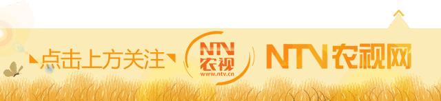 鱼塘养鱼怎么防死,阴雨天鱼塘管理