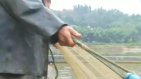 鱼塘养鱼怎么防死,阴雨天鱼塘管理