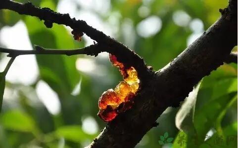 桃树生病流的“泪”,吃了竟然能养生,要卖100多元一斤