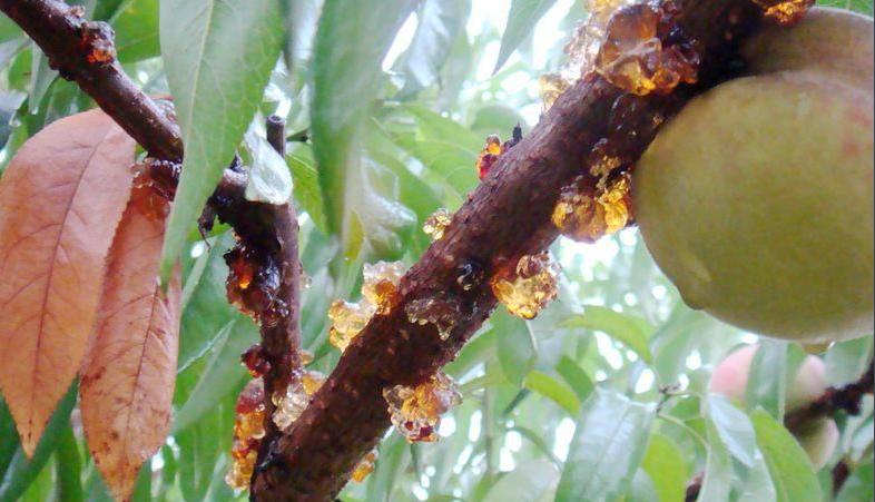 桃树生病流的“泪”,吃了竟然能养生,要卖100多元一斤