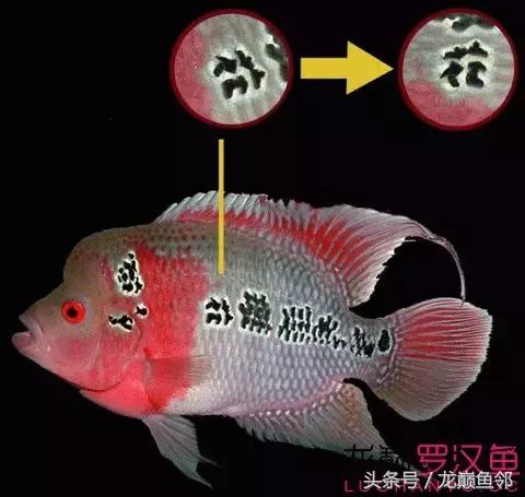 罗汉鱼有假的吗,红色罗汉鱼有什么寓意