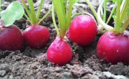 小萝卜赚了多少钱,今年种萝卜能赚钱吗