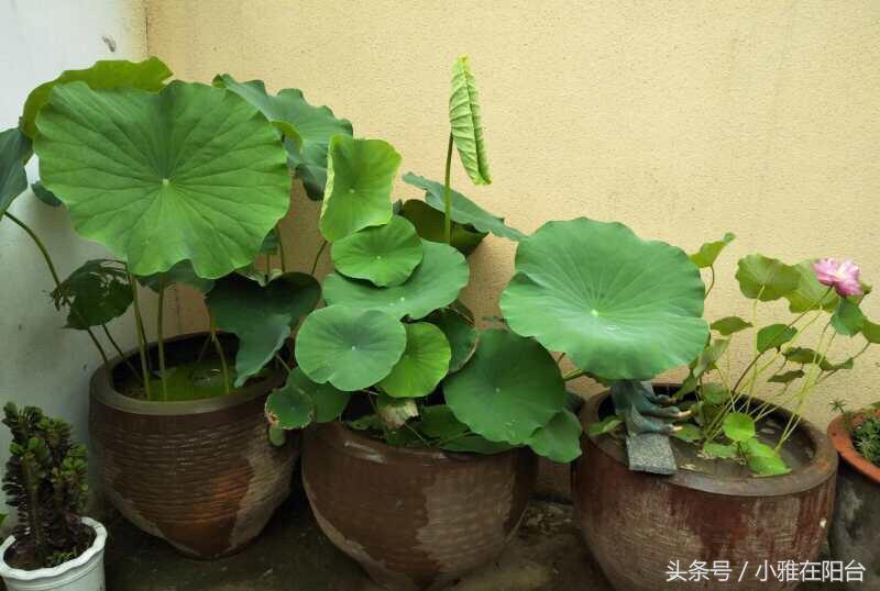 碗莲只长叶不开花，用一个妙招，花苞蹭蹭冒，开了一朵又一朵