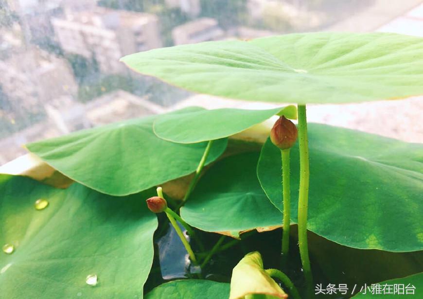 碗莲只长叶不开花，用一个妙招，花苞蹭蹭冒，开了一朵又一朵