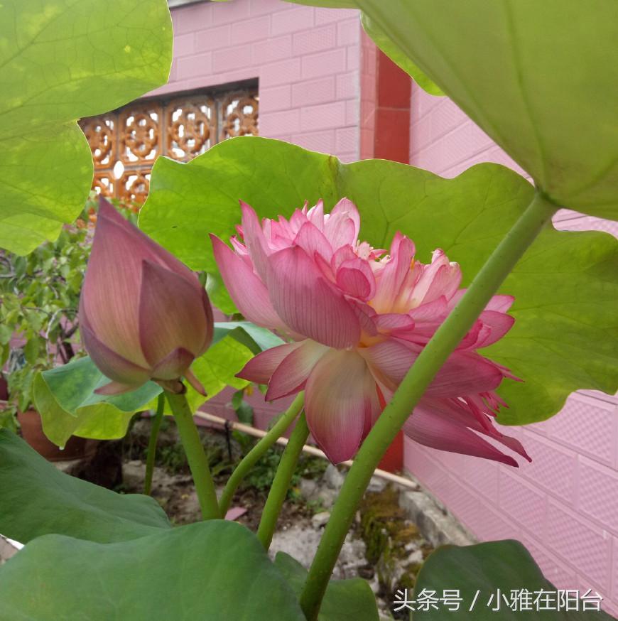 碗莲只长叶不开花，用一个妙招，花苞蹭蹭冒，开了一朵又一朵