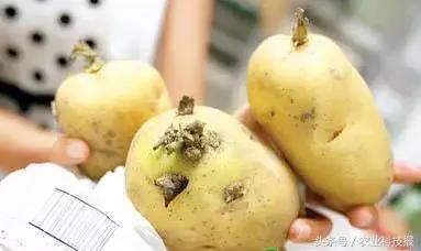 保鲜喷剂真的有效吗,喷在蔬菜上的保鲜剂有毒吗